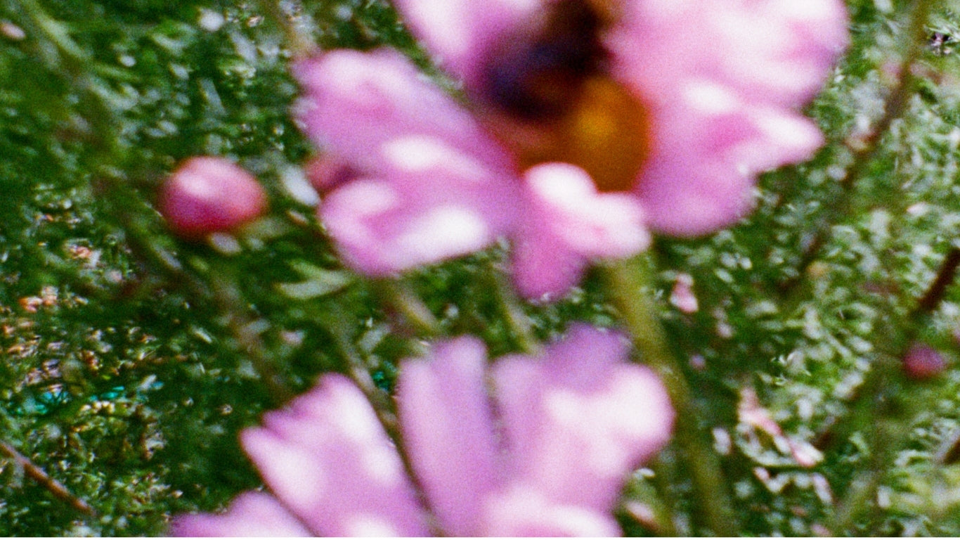 Fleurs roses floues en gros plan avec fond de verdure, ambiance naturelle et douce.