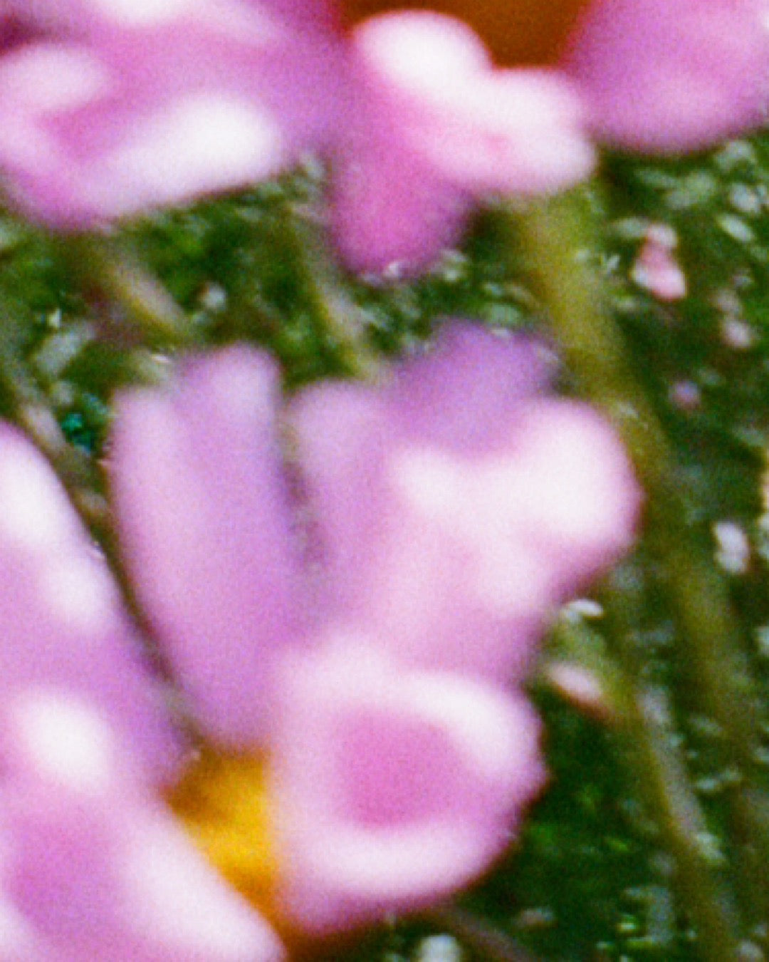 Fleurs roses floues en gros plan avec fond de verdure, ambiance naturelle et douce.